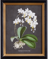 Load image into Gallery viewer, Stunning Orchid Study set of four with white flowers against black backdrop, framed in gold leaf painted black. Great for home or office decor.
