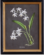 Load image into Gallery viewer, Striking Orchid Study set of four in white on black with gold leaf frame.
