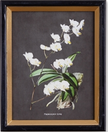Load image into Gallery viewer, Elegant Orchid Study set of four featuring white flowers on black background, framed in gold leaf painted black. Perfect for home or office.
